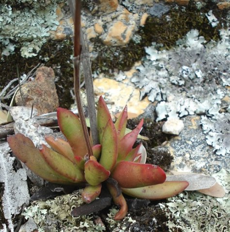 Crassula nudicaulis var. nudicaulis 